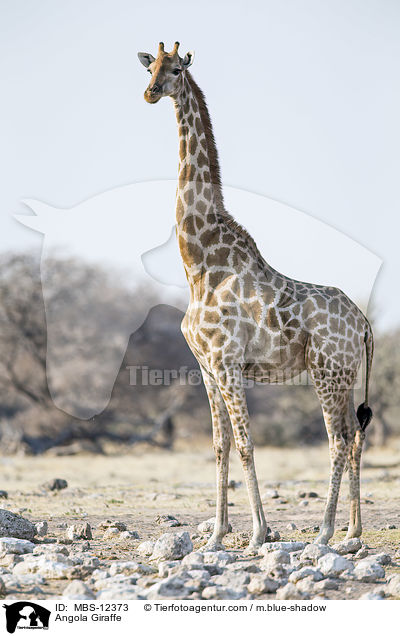Angola Giraffe / MBS-12373