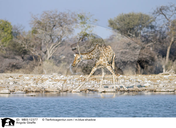 Angola Giraffe / MBS-12377