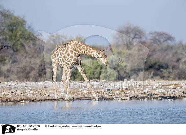 Angola Giraffe / MBS-12378