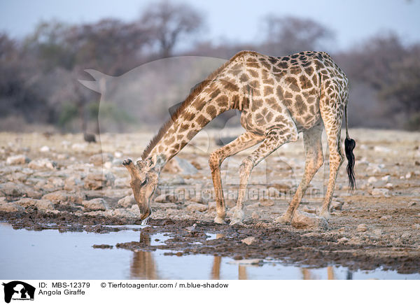 Angola Giraffe / MBS-12379
