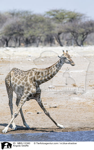 Angola Giraffe / MBS-12380