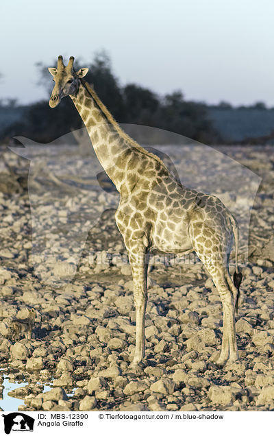 Angola Giraffe / MBS-12390