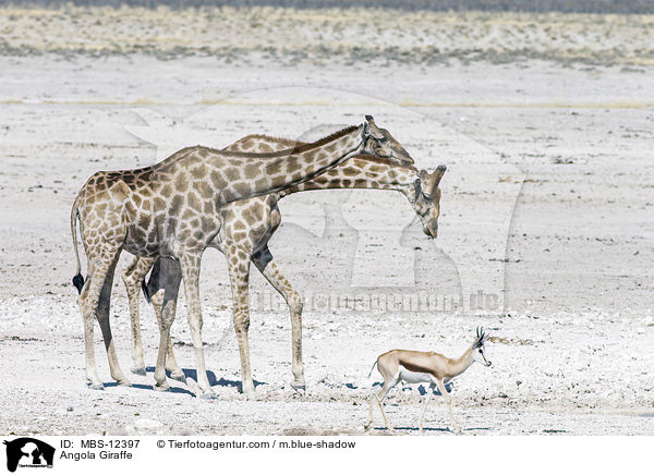 Angola Giraffe / MBS-12397