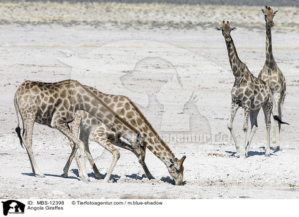 Angola Giraffes / MBS-12398