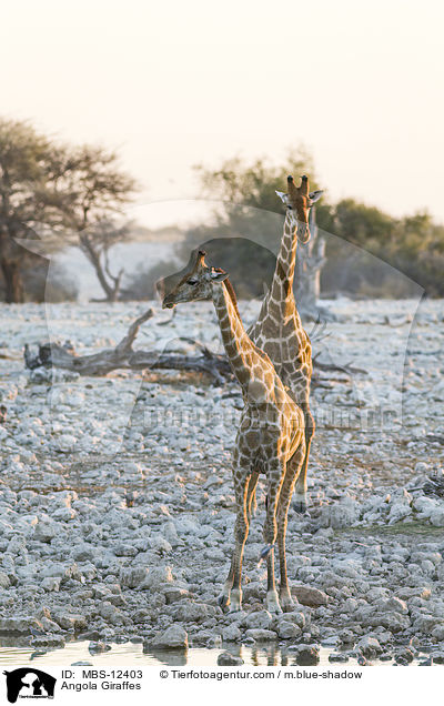 Angola Giraffes / MBS-12403