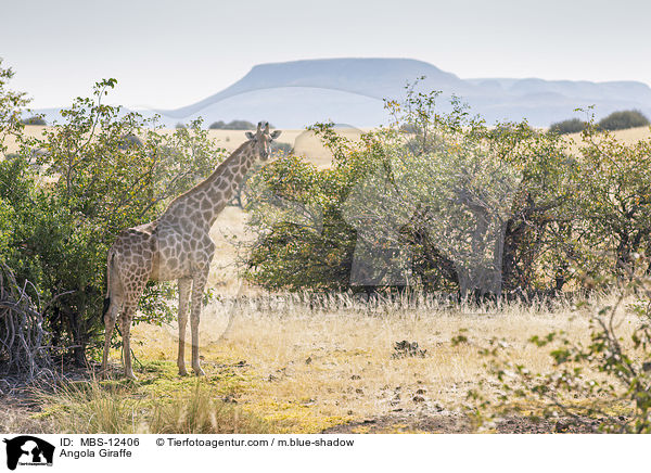Angola Giraffe / MBS-12406