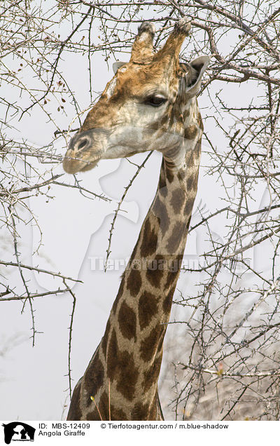 Angola Giraffe / MBS-12409