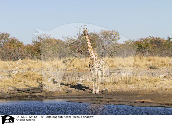 Angola Giraffe / MBS-12412