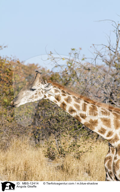 Angola Giraffe / MBS-12414