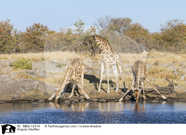 Angola Giraffes / MBS-12416