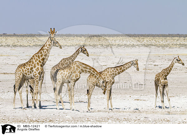 Angola Giraffes / MBS-12421