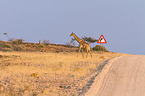 Angola Giraffe