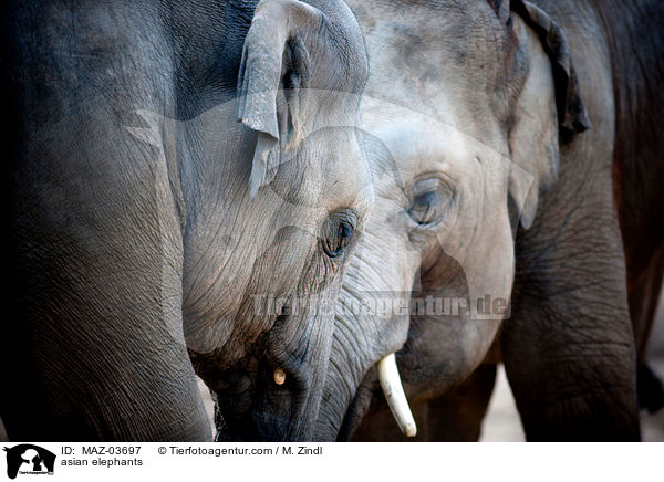 asian elephants / MAZ-03697