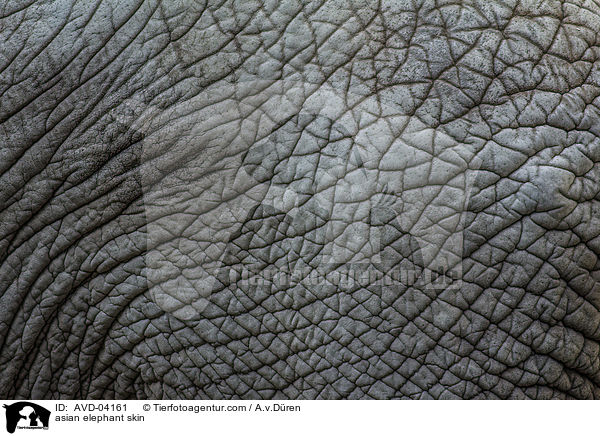 asian elephant skin / AVD-04161