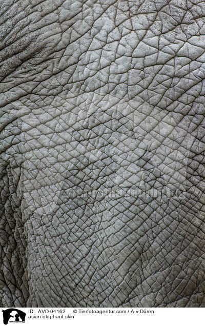 asian elephant skin / AVD-04162