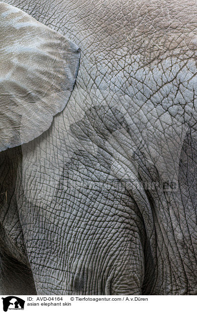 Asiatischer Elefant Haut / asian elephant skin / AVD-04164