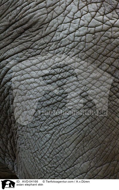Asiatischer Elefant Haut / asian elephant skin / AVD-04166