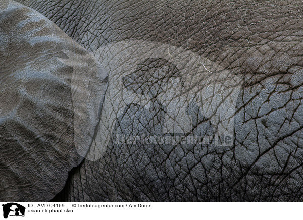 asian elephant skin / AVD-04169