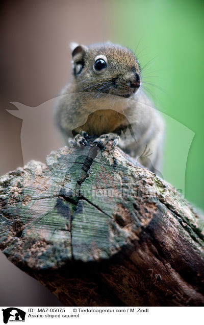 Asiatic striped squirrel / MAZ-05075