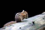 Asiatic striped squirrel