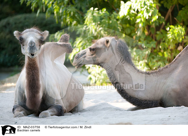 Bactrian camels / MAZ-03758