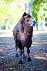 Bactrian camel