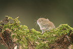 bank vole