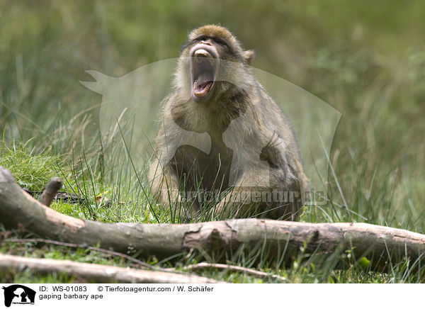Berberaffe ghend / gaping barbary ape / WS-01083