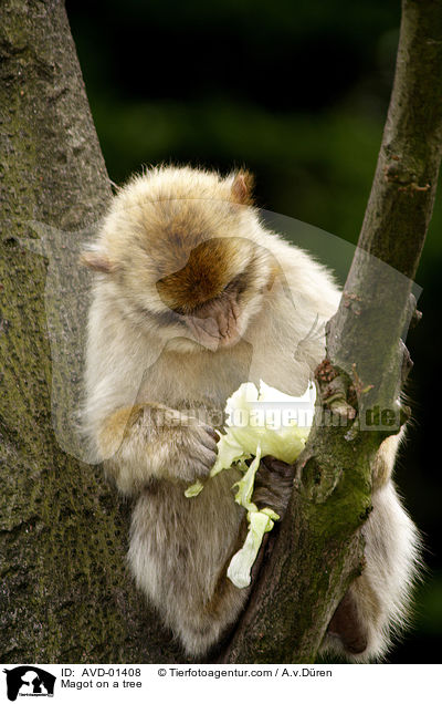 Berberaffe auf Baum / Magot on a tree / AVD-01408