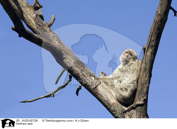 barbary ape / AVD-02728