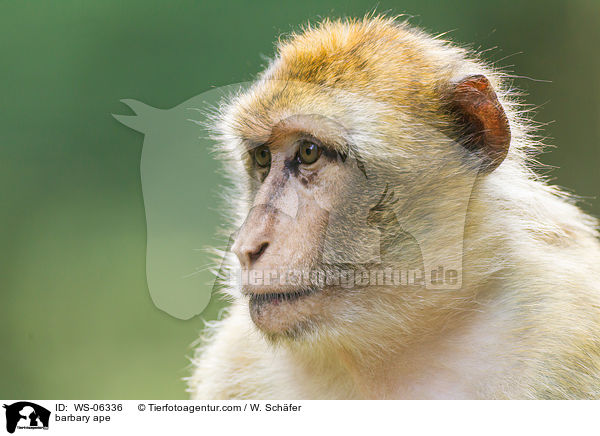 barbary ape / WS-06336