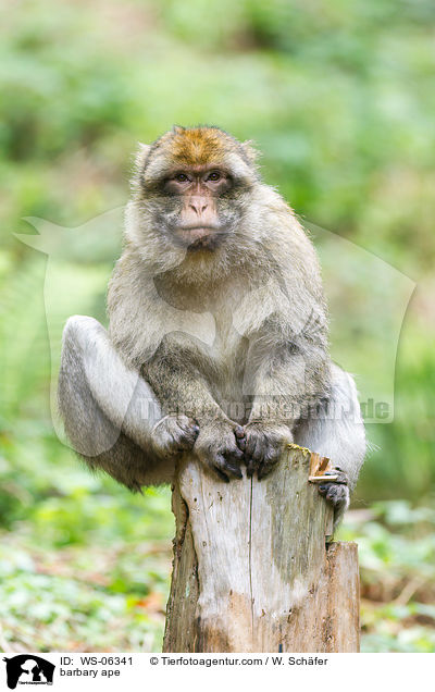 barbary ape / WS-06341