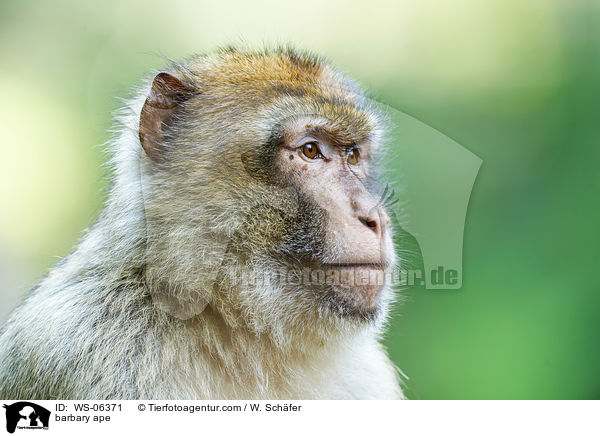 barbary ape / WS-06371