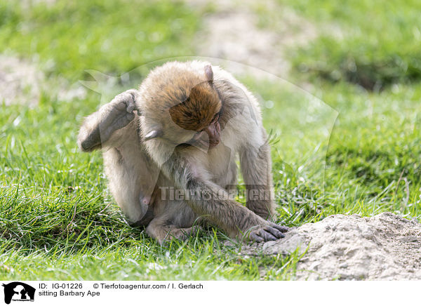 sitting Barbary Ape / IG-01226