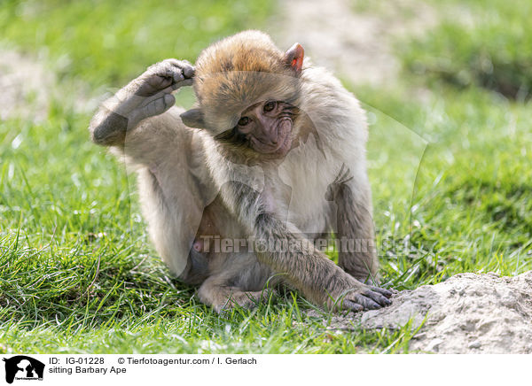 sitting Barbary Ape / IG-01228