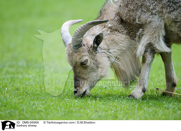 Mhnenspringer / barbary sheep / DMS-06968
