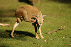 barbary sheep