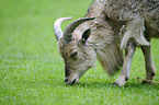 barbary sheep