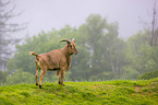 barbary sheep