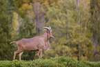 Barbary sheep