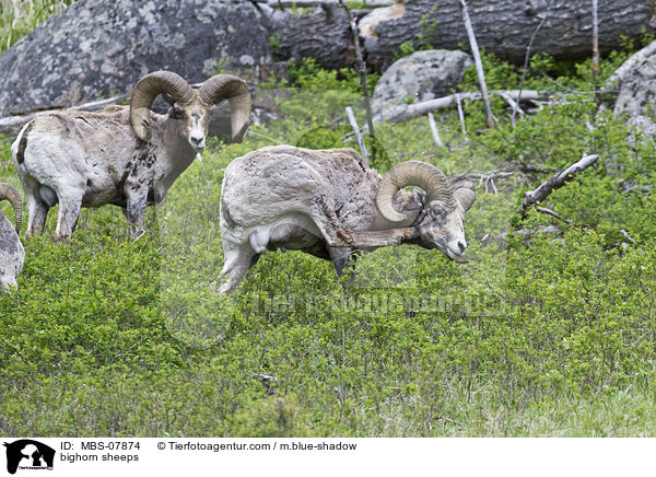 Dickhornschafe / bighorn sheeps / MBS-07874