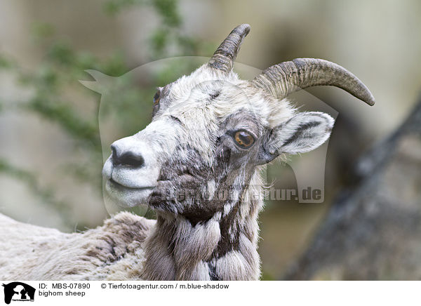 Dickhornschaf / bighorn sheep / MBS-07890