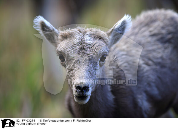 junges Dickhornschaf / young bighorn sheep / FF-03274
