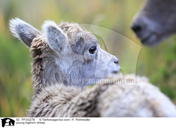 junges Dickhornschaf / young bighorn sheep / FF-03278