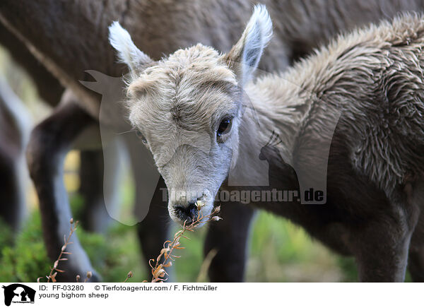 junges Dickhornschaf / young bighorn sheep / FF-03280