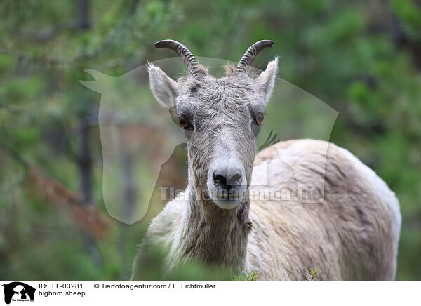 bighorn sheep / FF-03281