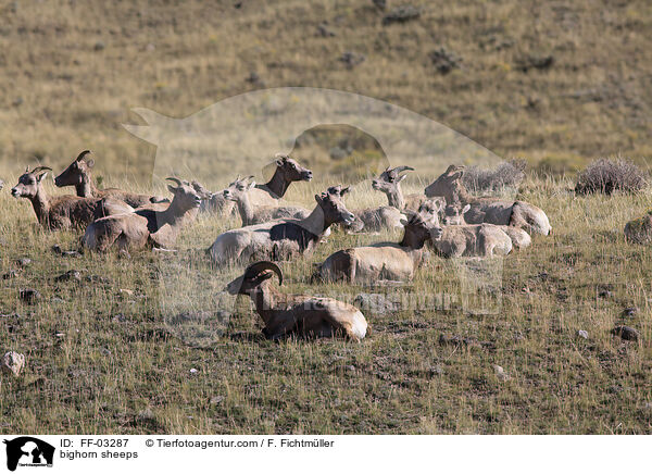 Dickhornschafe / bighorn sheeps / FF-03287