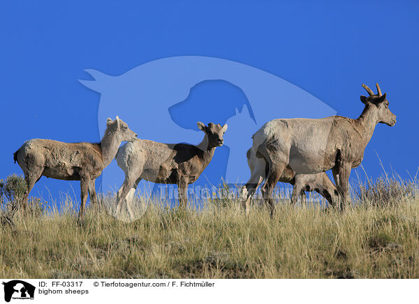 Dickhornschafe / bighorn sheeps / FF-03317