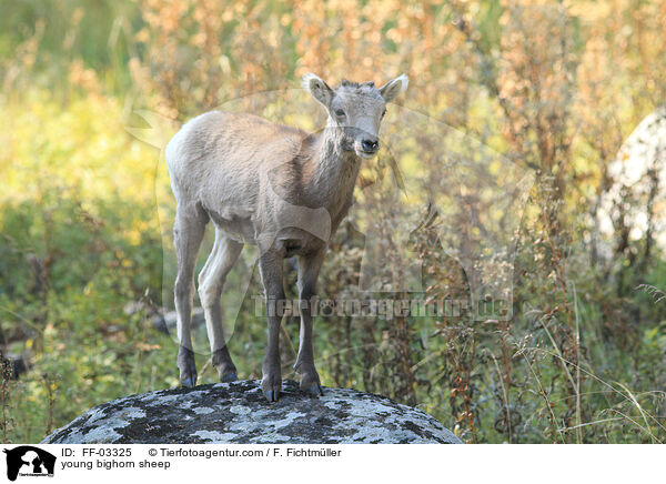 junges Dickhornschaf / young bighorn sheep / FF-03325