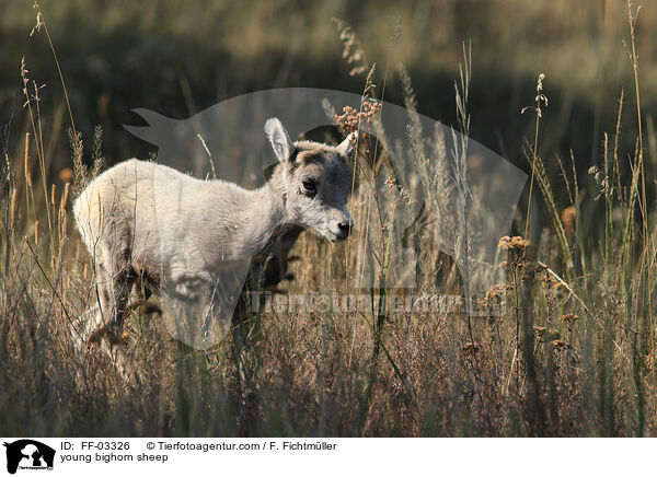 junges Dickhornschaf / young bighorn sheep / FF-03326